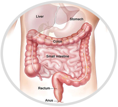 Colon-and-Rectum