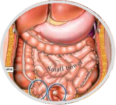 Gallbladder