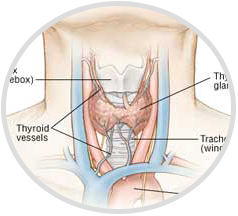 thyroid